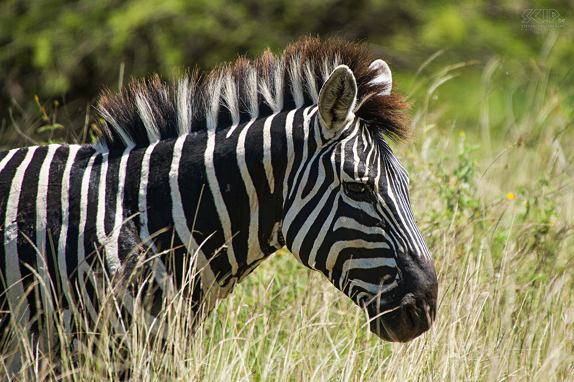 Nechisar - Zebra  Stefan Cruysberghs